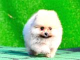 TEACUP MİNİ BOY POMERANİAN
