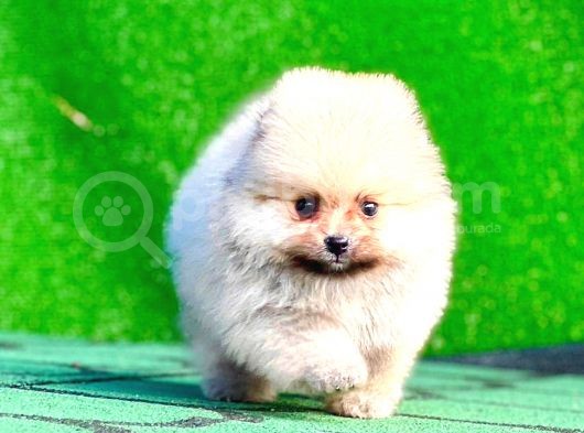 Teacup Mi̇ni̇ Boy Pomerani̇an