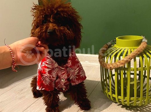 Garantili Poodle Yavrularımız görsel