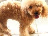 Garantili Poodle Yavrularımız