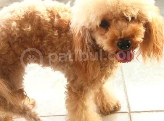 Garantili Poodle Yavrularımız görsel