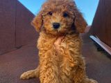 Garantili Poodle Yavrularımız