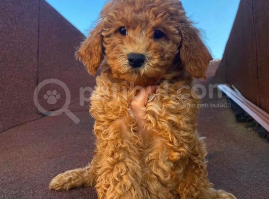 Garantili Poodle Yavrularımız görsel