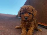 Garantili Poodle Yavrularımız