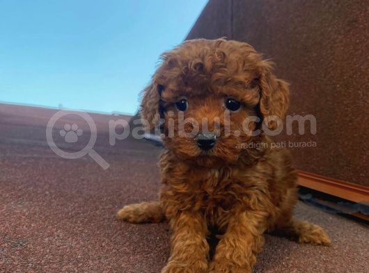 Garantili Poodle Yavrularımız görsel