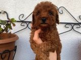 Garantili Poodle Yavrularımız