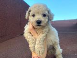 Garantili Poodle Yavrularımız