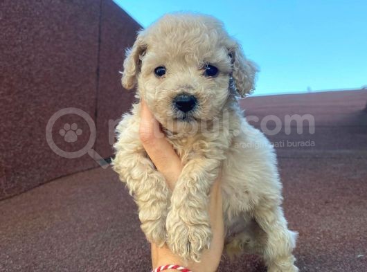 Garantili Poodle Yavrularımız görsel