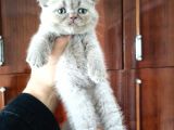 British Shorthair Yavrular