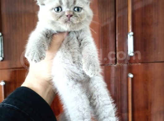 British Shorthair Yavrular görsel