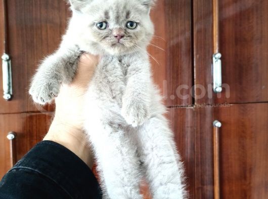 British Shorthair Yavruları görsel