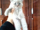 British Shorthair Yavrular