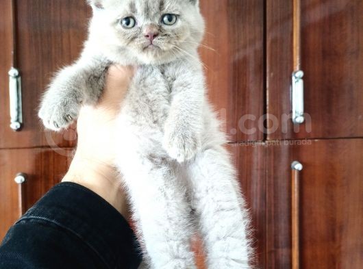 British Shorthair Yavrular görsel