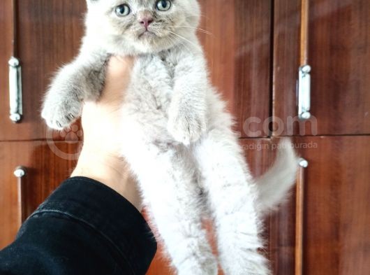British Shorthair Yavruları