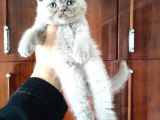 British Shorthair Yavrular