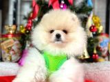 Safkan Pomerani̇an Boo Yavrularimiz