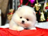 SAFKAN POMERANİAN BOO YAVRULARIMIZ