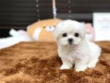 Orjianl 0 Numara Maltese Bebekler :)