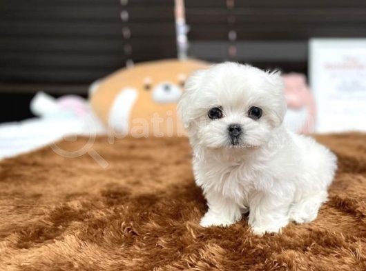 Orjianl 0 Numara Maltese Bebekler :) görsel