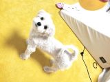 Orjianl 0 Numara Maltese Bebekler :)