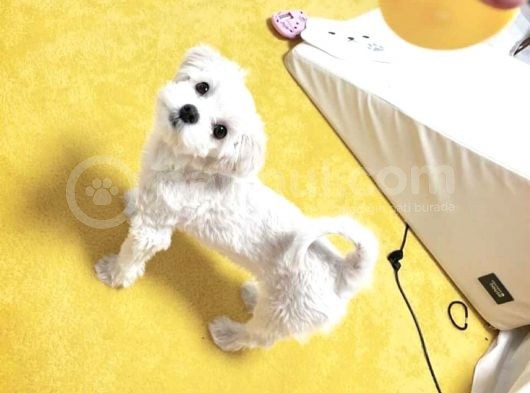 Orjianl 0 Numara Maltese Bebekler :) görsel