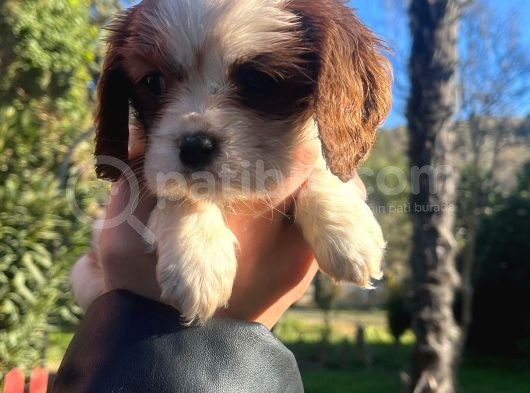 Mükemmel Irk Cavalier King Charles Yavrular görsel