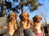Mükemmel Güzellikte Poodle Toy Yavrular