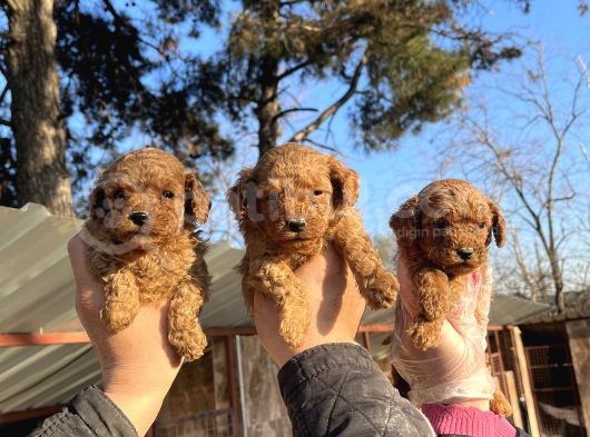 Mükemmel Güzellikte Poodle Toy Yavrular