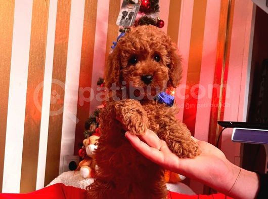Orji̇nal Toy Poodle Yavrular