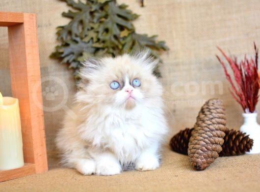 Nadi̇r Bulunan Ragdoll Yavrumuz