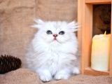 MAVİŞ SILVER NS11 BRITISH LONGHAIR
