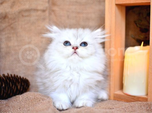 Mavi̇ş Silver Ns11 British Longhair