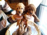Yeşi̇l Gözlü Red Brown Toy Poodle Yavru