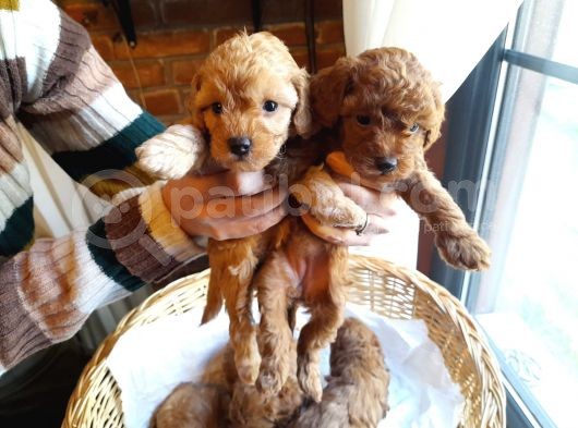 Yeşi̇l Gözlü Red Brown Toy Poodle Yavru görsel