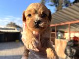 Irk Garantili Dizayn Maltipoo Bebekler