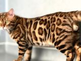 Bengal Cat “Show Class” Male