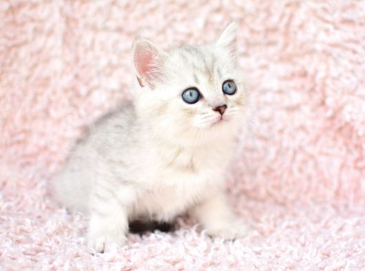 En Güzel Silver British Shorthair görsel