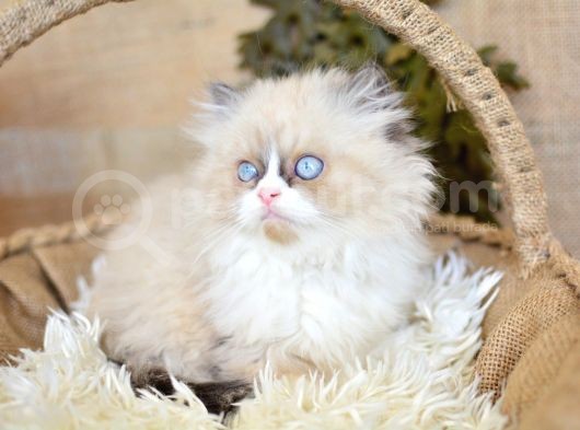 Nadi̇r Bulunan Ragdoll Yavrumuz görsel