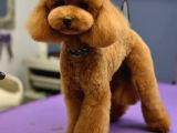 Toy poodle orjinal redbrown kızıl safkan her bütçeye uygun