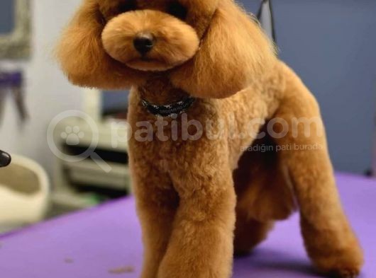 Toy Poodle Orjinal Redbrown Kızıl Safkan Her Bütçeye Uygun