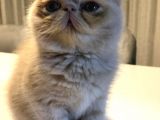 Exotik Shorthair Yavru 2 Aylik 1 Dişi 1 Erkek