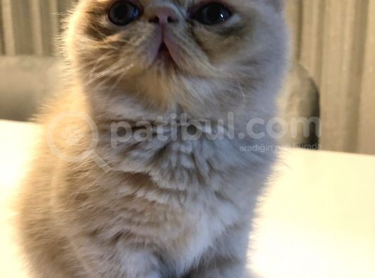 Exotik Shorthair Yavru 2 Aylik 1 Dişi 1 Erkek görsel