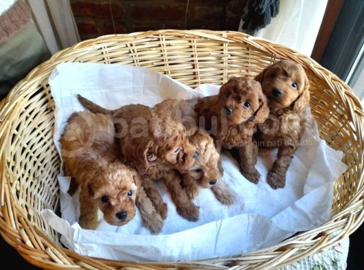 Yeşi̇l Gözlü Red Brown Toy Poodle Yavru görsel