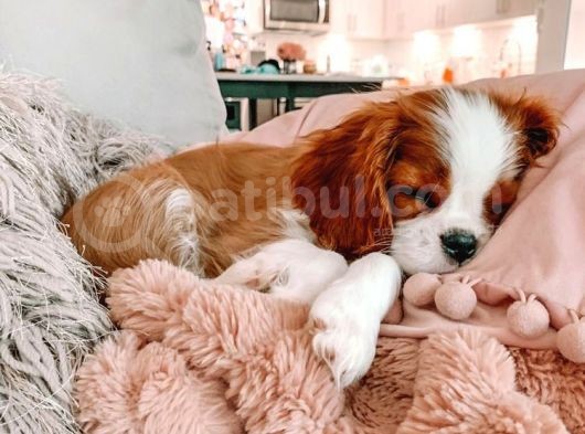 Cavalier King Charles Spaniel Kahve Beyaz Orjinal Garantili görsel