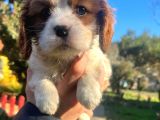 Mükemmel Irk Cavalier King Charles Yavrular
