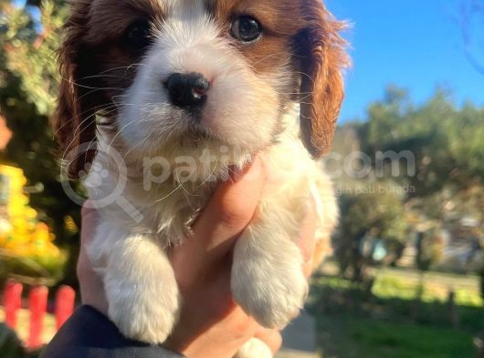 Mükemmel Irk Cavalier King Charles Yavrular görsel