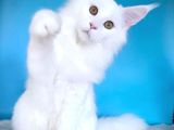 Mainecoon xL “white “ Female