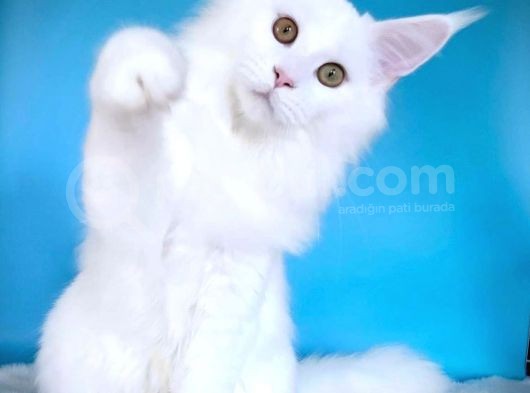 Mainecoon Xl “White “ Female