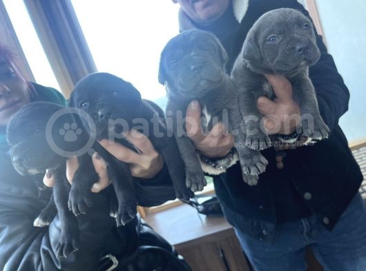 Dev Anne Babasan Corso Bebekler görsel