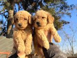 Toy Poodle Mükemmel Bebekler